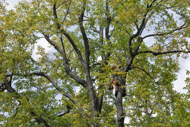 How Our Tree Care Process Works  in  Tuckahoe, NY